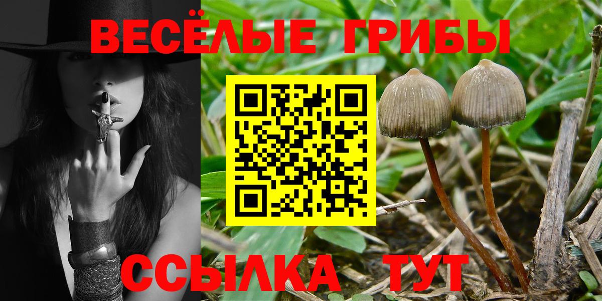 Псилоцибиновые грибы мицелий  Вход с VPN  Мурманск  Псилоцибиновые грибы GOLDEN TEACHER 